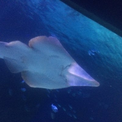 R52748236's profile picture. Música