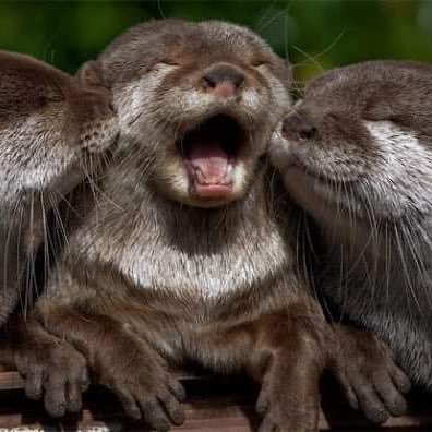 bommelhopser's profile picture. otterly FUHA