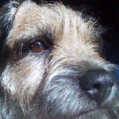 bordermalo's profile picture. I am Malö the border terrier, I love swimming, boating and running. sometimes I paws for thought and tweet an observation about life....