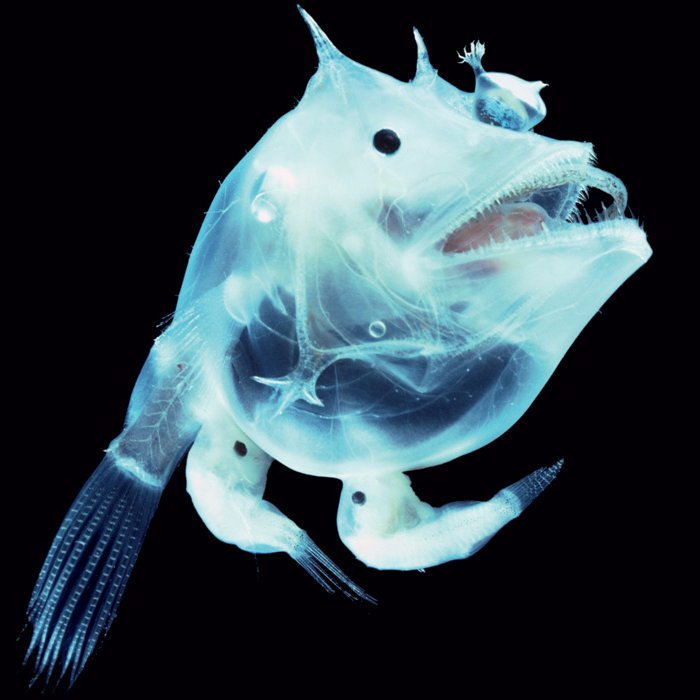 いろんな(変な)生き物たちを紹介するブログ「生き物係」の管理人です。 いろんな生き物について紹介してます。ぜひお立ち寄りください。 ※無言フォロー失礼します。
