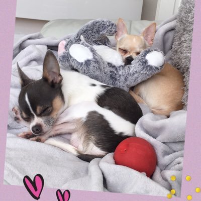 My name is Minnie the chihuahua. My hope you hoomans will follow me in my adventures with my foster brother Zac woofs&licks