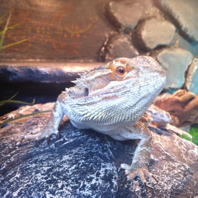 The bearded dragon on twitter. you are the best. Katrien is bæ