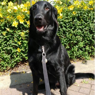 SpikeRies's profile picture. 