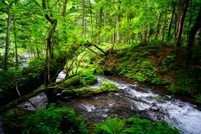 北海道道東で写真を趣味にしています。
自然 動植物やたまにポートレートなど撮ったものをupしてます。
愛機は、sony α   現在メインα7RⅤ   α1  を使ってます(^-^)