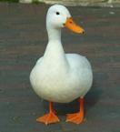 joefeltham's profile picture. 