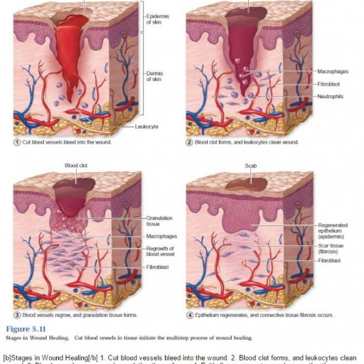 Zplast_cream's profile picture. Από το γουδί του φαρμακείου στην τραυματισμένη επιδερμίδα. 
Προηγμένη επουλωτική με Μαστίχα Χίου Μέλι και ενεργά φυτικά συστατικά