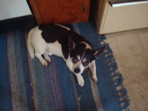 I owned a small t-shirt business,and have a cute little dog name chachi.