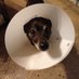must luv dogs (@cloudsarebumpy) Twitter profile photo must luv dogs (@cloudsarebumpy) Twitter profile photo