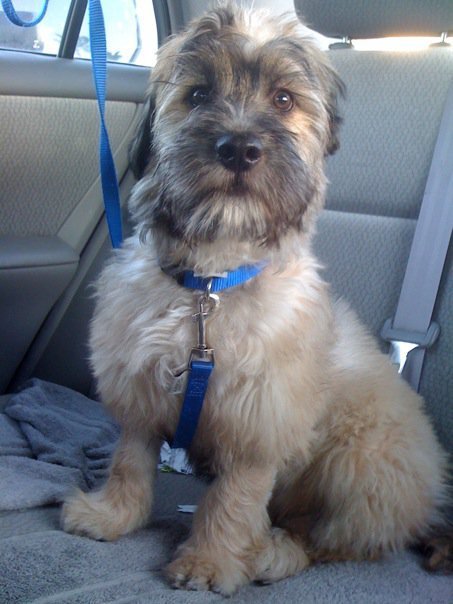 PuppyPotty's profile picture. adventures in puppy potty training