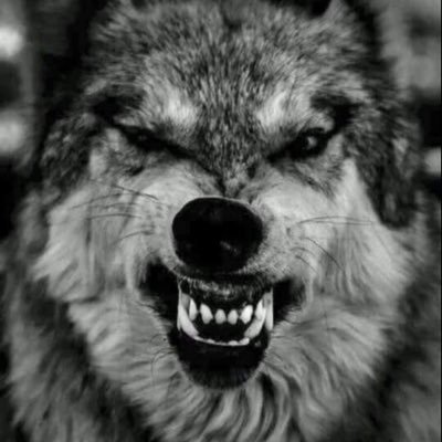 Loner by choice. Always real never fake. Life is... cannabis-pitbulls-nature-sports-NYJ-GoT.