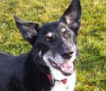 RaiseTheWoof's profile picture. HI! My name is Bailey and I am a dog. Help me and my furry buddies Raise the Woof! #Woof4aRoof