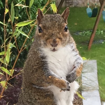 The squirrel lives in Bruntsfield in Edinburgh and will comment on what's going on in the area. Unless I'm eating or sleeping of course.