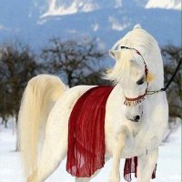 FoFo❤الشهريه❤ (@foooof12345678) 's Twitter Profile