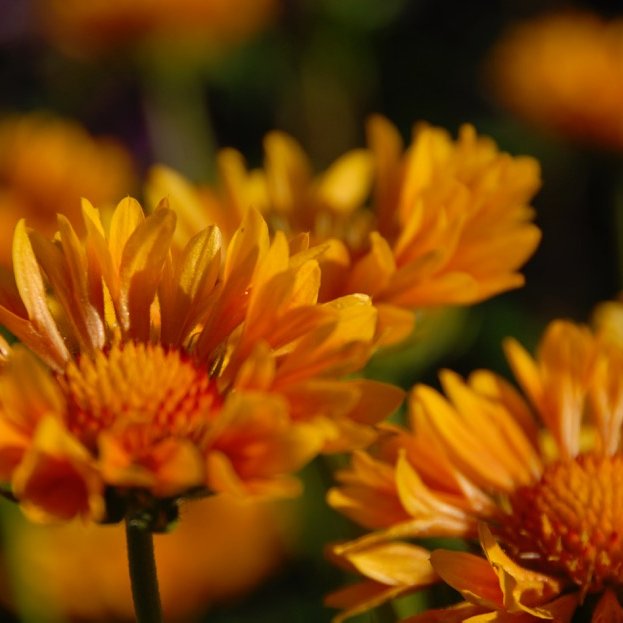I am 3 time Chelsea Flower Show veteran (2 golds), international small farm and ecological landscape consultant, and educator. Author: The Bee-Friendly Garden.