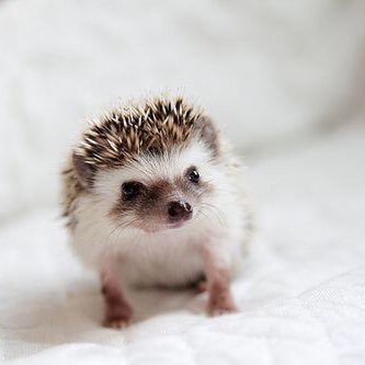 ハリネズミのかわいい画像集 Supernova Twitter ハリネズミのかわいい画像集 Supernova Twitter