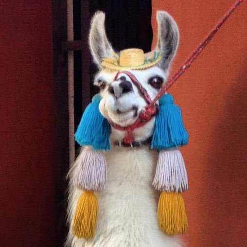 Not a real llama.