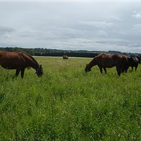 Wyndholm Park Stud (@wyndholmpark) 's Twitter Profile