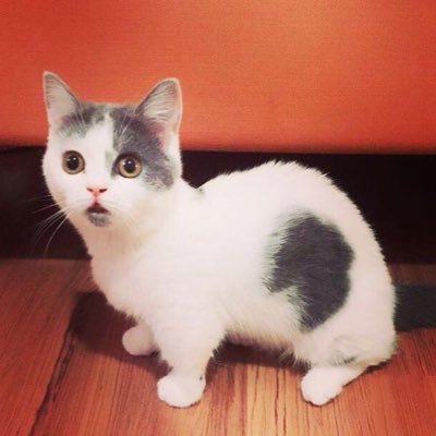 cruz_regina11's profile picture. hmmm