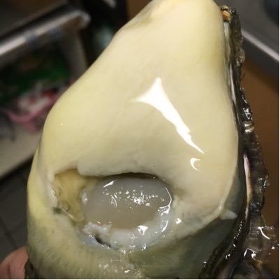 kakiyome's profile picture. 忠臣蔵の町赤穂市の坂越で美味しい生牡蠣を養殖してまぁす（●＾o＾●） かましま水産です～！！ ネット販売・店頭販売・全国宅配してまぁす（●＾o＾●) 一度食べると忘れられない味！！ 生牡蠣ファンなら一度は食べる価値あるよっっ！！