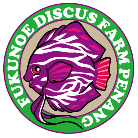 Fukunoediscus's profile picture. ２月Openのディスカス専門店です。マレーシアにファームを持ちドイツ産やワイルドからの作出をも手がけています、。