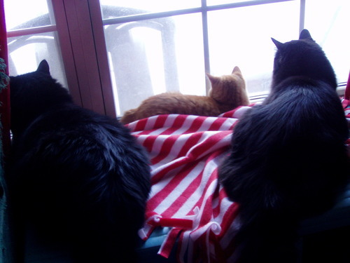 StoryLady45's profile picture. Age 53. A cat woman of 3 beloved cats, writer, love writing children's stories, as well as teen-adult stories. *Independent* *Voter*