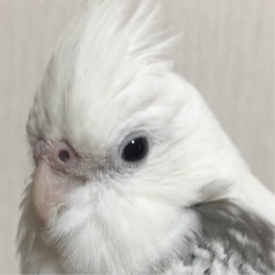 インコが好きです。仲良くしてください。オカメ2羽 パールとゆきたん、セキセイ1羽 雷たん飼っています！ ニューフェイスは、チャップとコンピーです♪バイクは、KawasakiＺ１２５Pro乗ってます♪