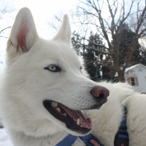 FrostyPuddle's profile picture. 