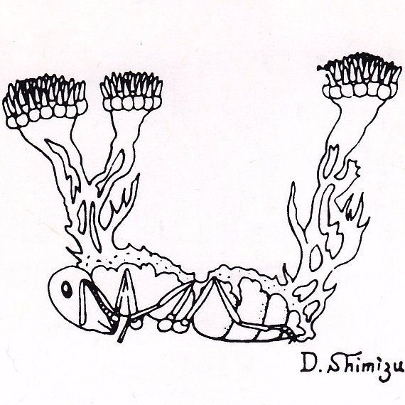 cordyceps_japan's profile picture. 日本冬虫夏草の会公式広報ツイッター。  みんなで匍匐前進をして冬虫夏草の不思議を追い求めていく会です。  広報担当者が 冬虫夏草を主として、菌類・昆虫・植物・その他生物について呟きます。2025.07.29　広報担当やまどり   

入会についてのお問い合わせはDMでお願いします。