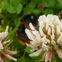 AgriBeeHealth (@agribeehealth) 's Twitter Profile