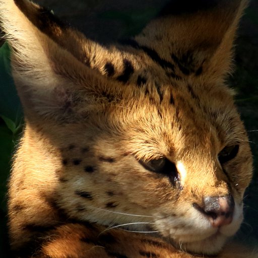serval37 Profile Picture