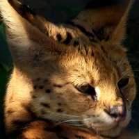 サバシマ (@serval37) 's Twitter Profile