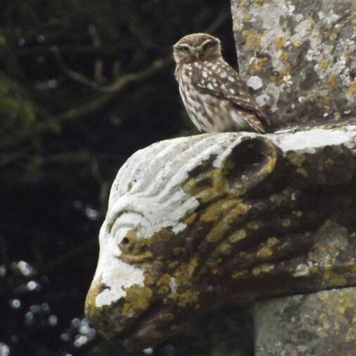 andyl66birds's profile picture. i have now moved to dorset will retain this account for when back in kent or anything really scarce. new account for dorset is @andy33082645