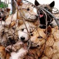 Yulin is a dog meat festival in china, they get dogs from their home were they were loved and boil them alive so they can be selled at the festival.