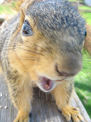 I'm a freakin' squirrel