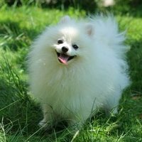 Mr.Dav (@issac_choy) 's Twitter Profile Photo