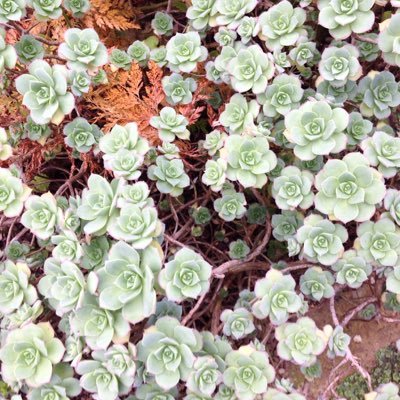 noshameinhoping's profile picture. 