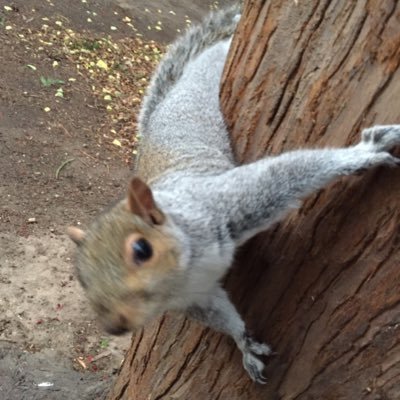 I'm a squirrel living by the lake next to University Park at the University of Nuttingham. I train humans to give me treats and I'm a black belt in dog evasion.