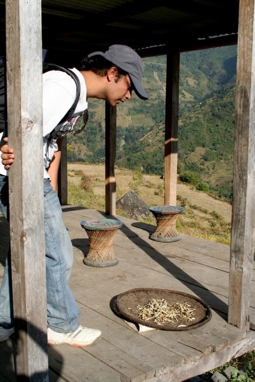 Mungbean, Dryland rice, research, agro-biodiversity, plant science, agriculture, traveler.    RT ≠ Endorsement