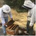 WSU Bee Research (@wsubees) Twitter profile photo WSU Bee Research (@wsubees) Twitter profile photo