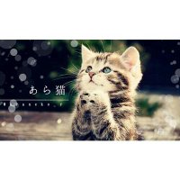 あら猫 ▷ . ৹ * (@araneko_r) 's Twitter Profile