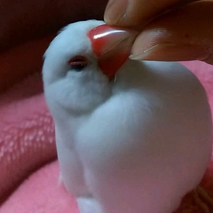 文鳥のおもちをこよなく愛しております(*´˘`*)♡