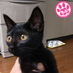 いくつになっても楽しいこといっぱい！ BUSTERS♪ 国境無き猫もふ団♪ジジ（♀17歳🐈‍⬛）、ちびた（♂18歳🐈‍⬛）が🌈を渡ってしばらく…YUMEちゃん🐈‍⬛になって帰ってきた！…と信じてる人。