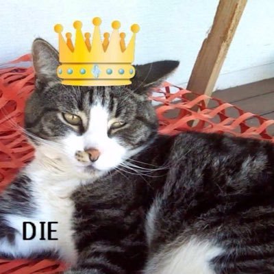 I might be a cat using Twitter but still more real than most humans on social media....