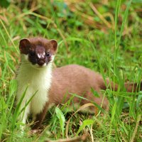 patricia stoat(@patriciastoat) 's Twitter Profileg