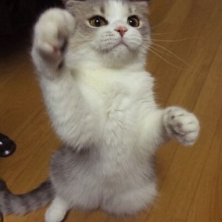 取引用アカウントです。 身内のヲタバレ怖くて取引アカですが、誠意を持って対応させて頂きます。よろしくお願いします。DM開放しております。