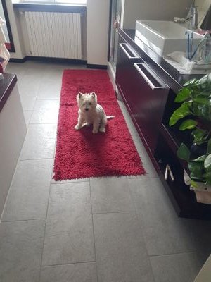 NCaropresi's profile picture. 