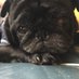 🐶クク🐕🦺〜🐶チョキ🐕🦺💐:*. (@kukutiro) Twitter profile photo 🐶クク🐕🦺〜🐶チョキ🐕🦺💐:*. (@kukutiro) Twitter profile photo