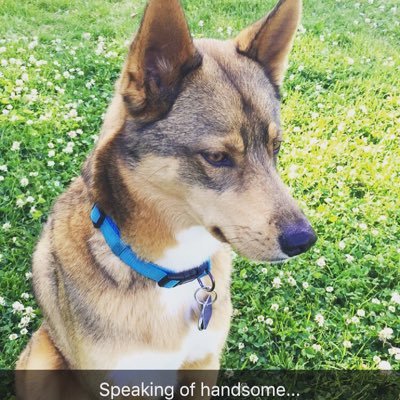 gchordrob12's profile picture. Attorney, UM and Detroit sports fan, Guitar player oh and that's my rescue dog Maxwell