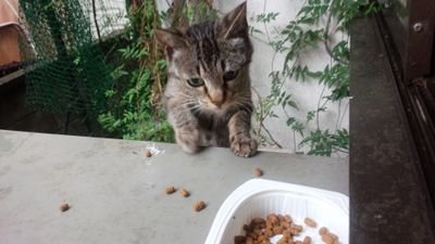 近所にいる猫と我が家の21匹の里親を募集中!生涯室内飼育（逃げられない環境またその様な設備にしてくれる方）病気に対する細かなケアが出来る心優しき方をお待ちしております。キティケージ1匹につき一台と初期病院検査費、避妊負担します!金銭プレゼント有り!要身分証明　猫飼ってみたい方お気軽にどうぞ