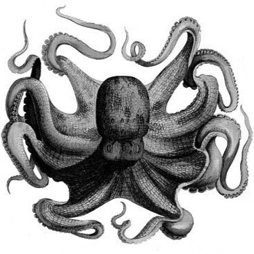 pulponegrotapas's profile picture. @pulpo__negro modern Spanish tapas bar in the heart of Alresford